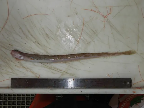 Snakeblenny
