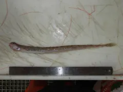 Snakeblenny thumbnail 1