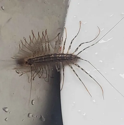Japanese House Centipede