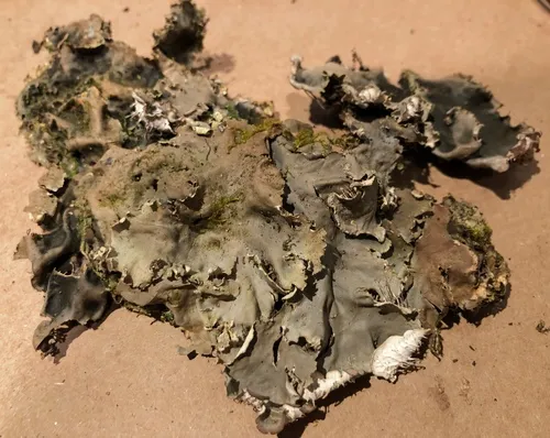 scaly pelt lichen