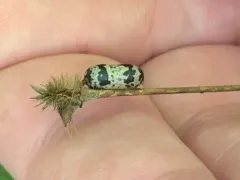 Charops annulipes thumbnail 2
