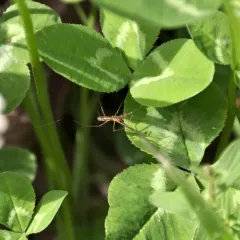 Silver Long-jawed Orbweaver thumbnail 1