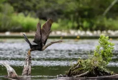 Anhinga thumbnail 2