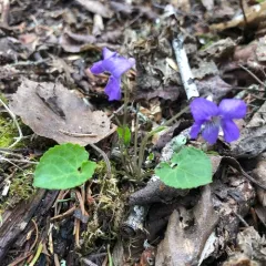 Great-spurred Violet thumbnail 1