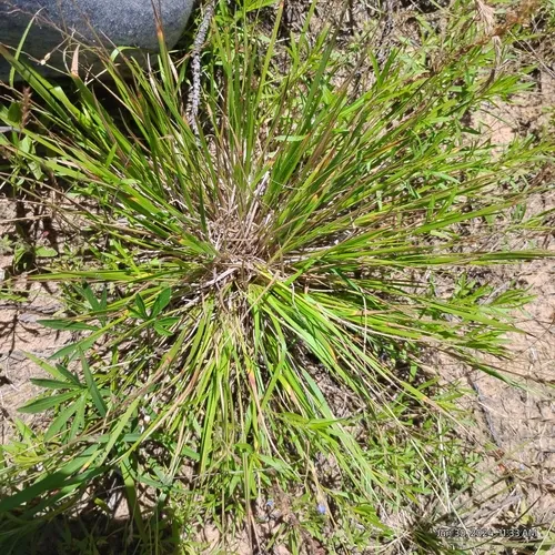 Starved Witchgrass