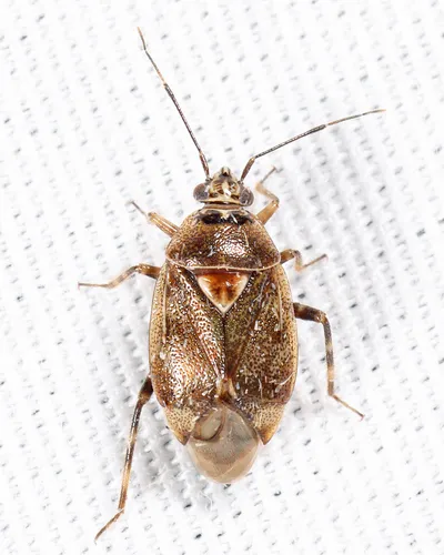 Deraeocoris pinicola