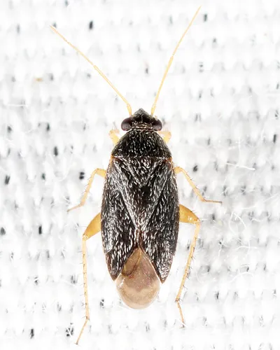 Phoenicocoris strobicola