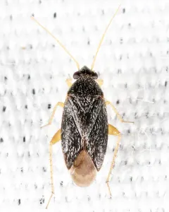 Phoenicocoris strobicola thumbnail 1