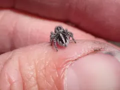 Lapland Jumping Spider thumbnail 4