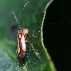 Campyloneura virgula thumbnail 4