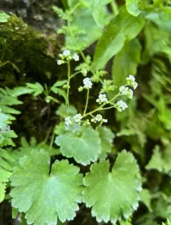 Sullivant's Coolwort thumbnail 4
