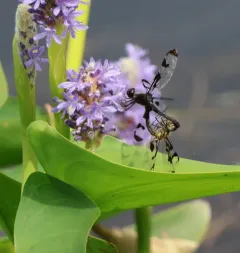 Banded Pennant thumbnail 4