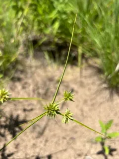 Mohlenbrock's umbrella sedge thumbnail 3