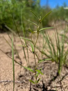 Michaux's croton thumbnail 4