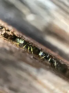 Western Queen Ant Kidnapper thumbnail 2