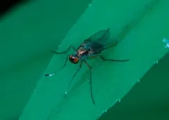 Dolichopus dakotensis thumbnail 1