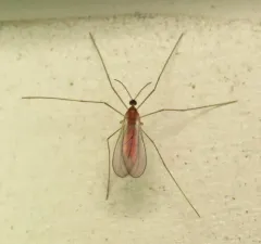Boxwood Gall Midge thumbnail 3