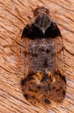 common lacehopper thumbnail 1