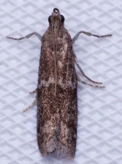 Eurythmia angulella thumbnail 2
