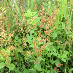 Sheep's sorrel thumbnail 2
