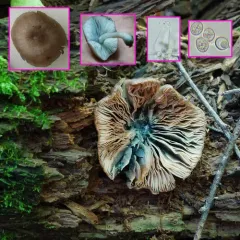 Pluteus saupei thumbnail 2