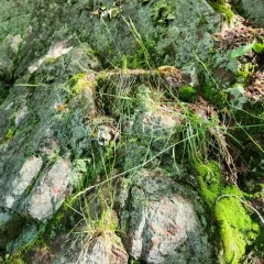 Poverty oatgrass thumbnail 3