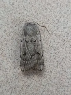 Black-girdled Dart thumbnail 2