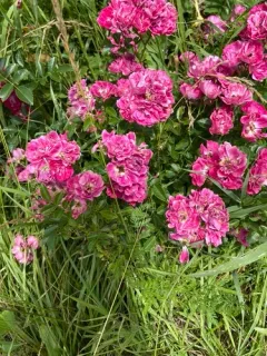 Memorial Rose thumbnail 3