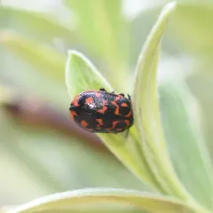 Willow Leaf Beetle thumbnail 3
