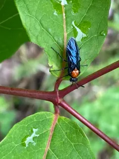 Willow Oak Sawfly thumbnail 3