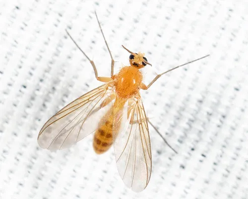 Acnemia flaveola