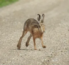 Brown Hare thumbnail 2