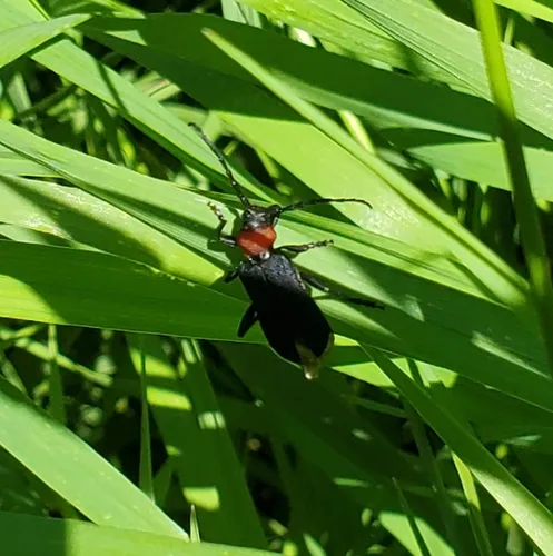 Ropalopus sanguinicollis