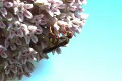 Cerceris bicornuta thumbnail 3