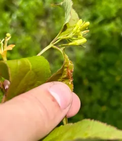 Aulagromyza orbitalis thumbnail 4