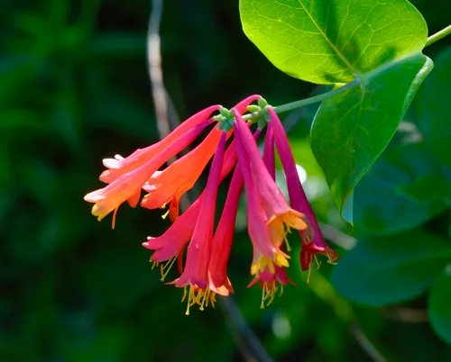 coral honeysuckle