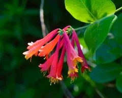 coral honeysuckle thumbnail 1
