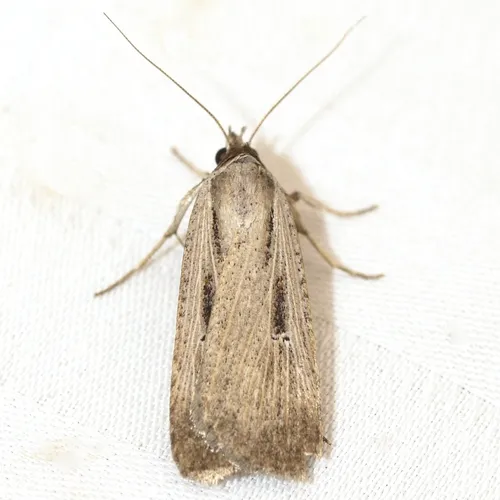 Alfalfa Looper Moth