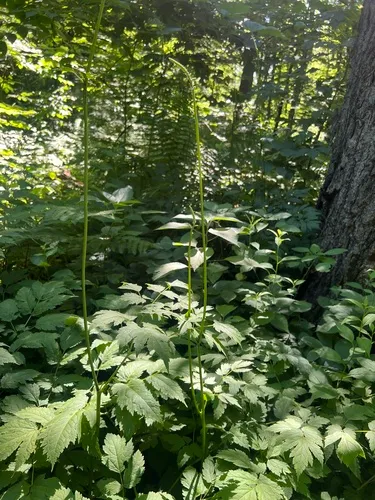 mountain black cohosh