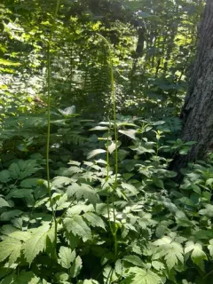 mountain black cohosh thumbnail 1