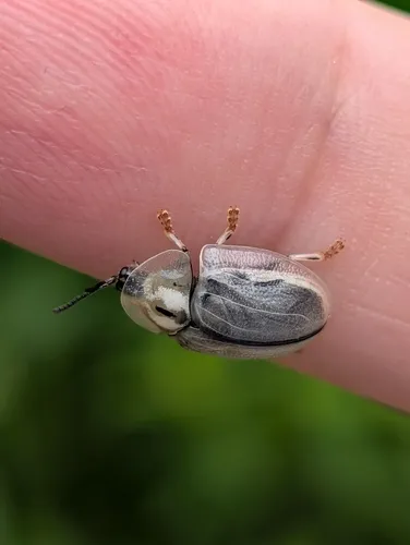 Horsemint Tortoise-beetle