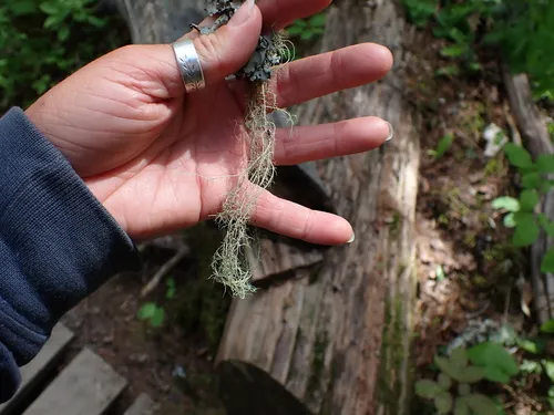 Straw Beard Lichen