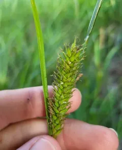 wheat sedge thumbnail 4