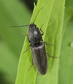 common brown click beetle thumbnail 4