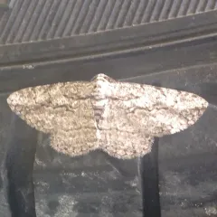 Small Purplish Gray thumbnail 3