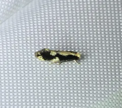 Skunkback Monopis Moth thumbnail 3