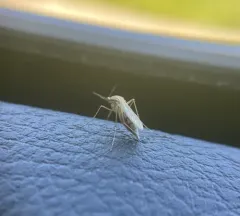 Summer Salt Marsh Mosquito thumbnail 4