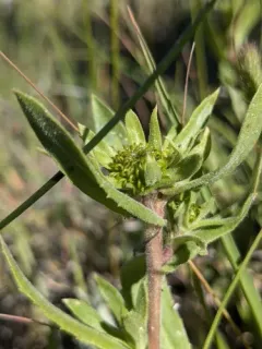 Grindelia howellii thumbnail 2