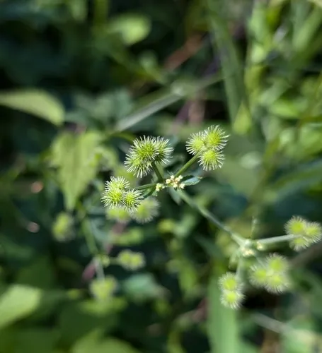 Black Snakeroot