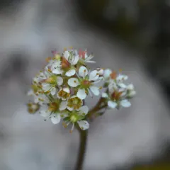 Western Saxifrage thumbnail 3